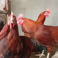 خروس محلی|حیوانات مزرعه|هشتگرد, هشتگرد قدیم|دیوار