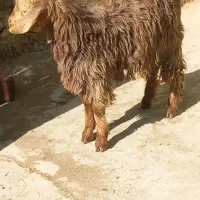 بزغاله چاق نربرای قربانی|حیوانات مزرعه|بناب, |دیوار