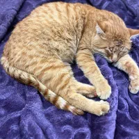 گربه پیدا شده