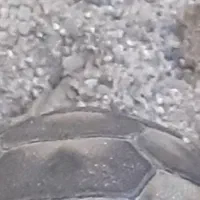 پت خانگی کوچک