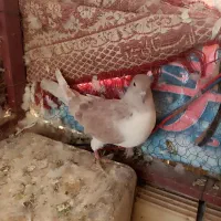 سه عدد کفتر دوکت زرد و گرگی|پرنده|اشکذر, |دیوار