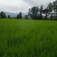 برنج هاشمی|خوردنی و آشامیدنی|رشت, توشیبا|دیوار