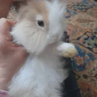 خرگوش از نژاد لوپ|موش و خرگوش|اهواز, کوی ملی راه|دیوار