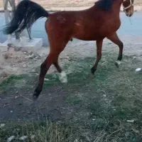 کره نریون دره شور 22ماهه