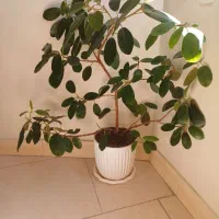 گل آپارتمانی