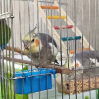 دو عروس هلندی فول اهلی با قفس کاسکویی و وسایل|پرنده|پیرانشهر, |دیوار