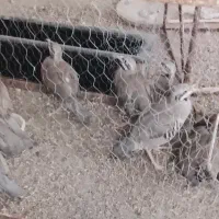 سلام بلدرچین پرورشی