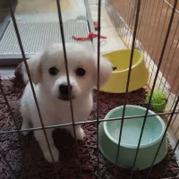 سگ اشپیتز ۲ماهه