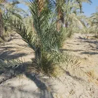 دیمیت کب کاب