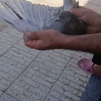 نر سرور
