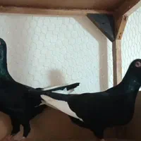 قره سوری وارداتی|پرنده|اصفهان, ارغوانیه|دیوار