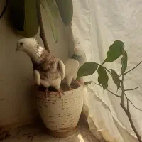 کبوتر
