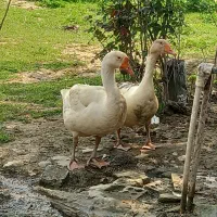 یک جفت نر ماده