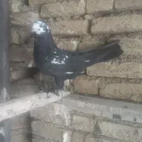 کبوتر
