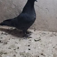 جوجه|پرنده|کاشان, درب اصفهان|دیوار