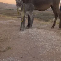 یک عدد الاغ با کره ماده