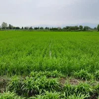 فروش فوری شالیزار نزدیک به اتوبان