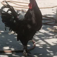 حلقه نقره با خروس