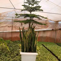 گل آپارتمانی