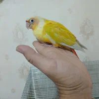 سانچیک پاین اپل