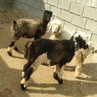 نرمیش با بره ماده