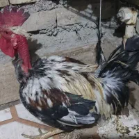 خروس گردن لخت