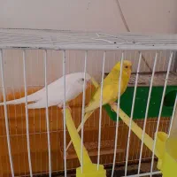 مرغ عشق کفتر پرنده