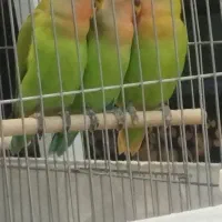 طوطی برزیلی سه ماهه