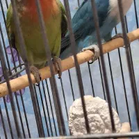 طوطی برزیلی یک جفت|پرنده|سنندج, |دیوار