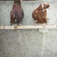 پرنده ساده اصلی کل