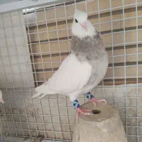 طوق کرمانشاهی