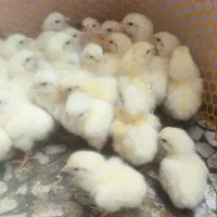 جوجه گوشتی یک روزه راس