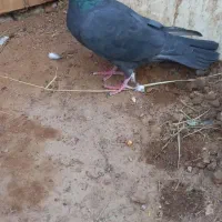 لوستر کفتری چوبی