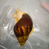 حلزون آچاتینا