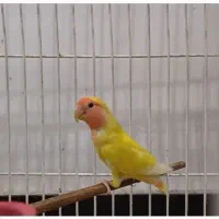 طوطی کوتوله برزیلی نر|پرنده|اهواز, کوی آغاجاری|دیوار