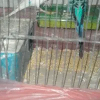 یک جفت مرغ عشق|پرنده|لوشان, |دیوار