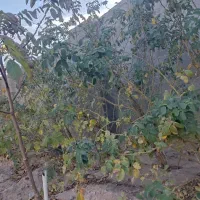 ده بوته گل محمدی شش ساله|گل و گیاه طبیعی|سیرجان, |دیوار