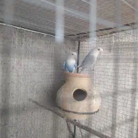 کوتوله|پرنده|سراوان, |دیوار