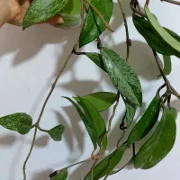 گل هویا|گل و گیاه طبیعی|رشت, کوی طالقانی|دیوار