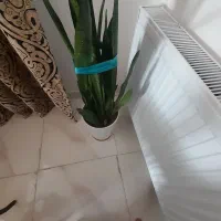 گل سانسوریا بلند