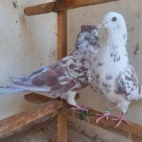 کبوتر پرشی|پرنده|اصفهان, باغ فدک|دیوار