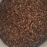 فروش دان قهوه به قیمت عمده