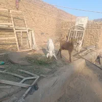 گوسفند زنده