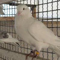 کبوتر سفید پرشی نر