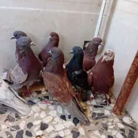 کبوتر پرشی کاشانی