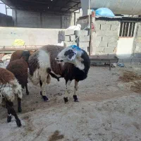 بروجروی پلنگی قوچ شیشک|حیوانات مزرعه|رضویه, |دیوار