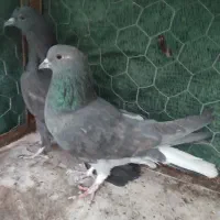 ماده قلاق دم سفید