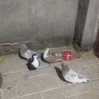 کله هفت رنگ ها و کرباتی ها قیمت دو جفت ۱/۵۰۰مفت|پرنده|مشهد, چهاربرج|دیوار