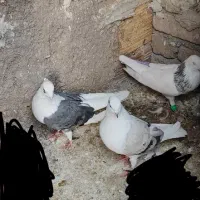 جفتی گرده دار