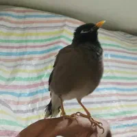 فروش مرغ مینا